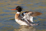 Red-breasted Merganser