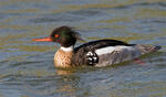 Red-breasted Merganser