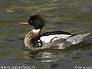 Red-breasted Merganser