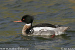 Red-breasted Merganser