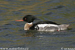 Red-breasted Merganser