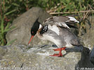 Red-breasted Merganser