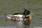 Red-breasted Merganser