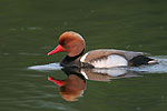 Red-crested Pochard