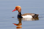 Red-crested Pochard