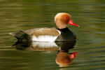 Red-crested Pochard