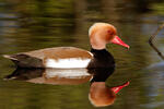 Red-crested Pochard