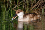 Red-crested Pochard