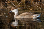 Red-crested Pochard