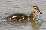 Red-crested Pochard