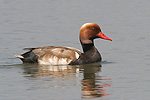 Red-crested Pochard