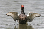 Red-crested Pochard