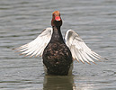 Red-crested Pochard