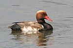 Red-crested Pochard