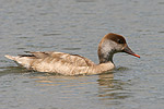 Red-crested Pochard