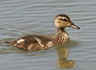 Red-crested Pochard