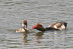 Red-crested Pochard