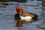 Red-crested Pochard