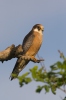 Red-footed Kestrel