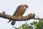 Red-footed Kestrel