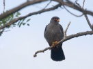 Red-footed Kestrel