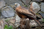 Red Kite