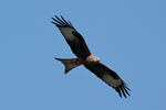 Red Kite