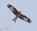 Red Kite