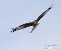 Red Kite