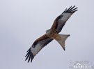 Red Kite