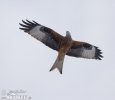 Red Kite