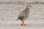 Red-legged Partridge