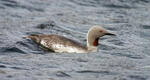 Red-throated Diver