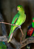 Red-winged Parrot