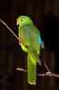 Red-winged Parrot