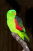 Red-winged Parrot