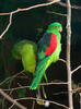 Red-winged Parrot