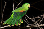 Red-winged Parrot