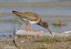 Redshank