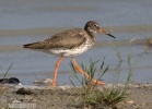 Redshank