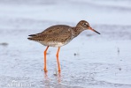 Redshank