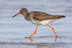 Redshank