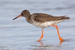 Redshank