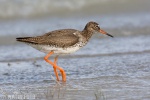 Redshank