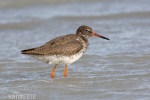 Redshank