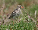 Redshank