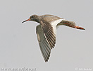 Redshank