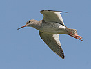 Redshank