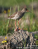 Redshank