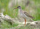 Redshank